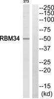 RBM34 Polyclonal Antibody