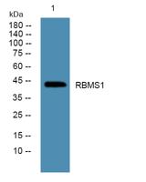 RBMS1 Polyclonal Antibody