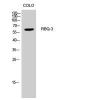 RBQ-3 Polyclonal Antibody