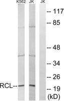 RCL Polyclonal Antibody