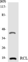 RCL Polyclonal Antibody