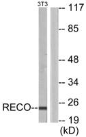 Recoverin Polyclonal Antibody