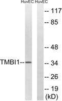 RECS1 Polyclonal Antibody