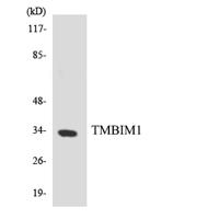 RECS1 Polyclonal Antibody