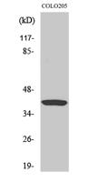 Ref-1 Polyclonal Antibody