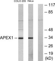 Ref-1 Polyclonal Antibody