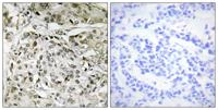 TAF II p250 Polyclonal Antibody