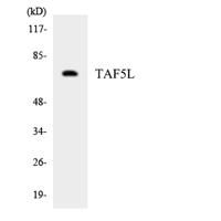 TAF5L Polyclonal Antibody