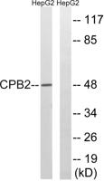 TAFI Polyclonal Antibody