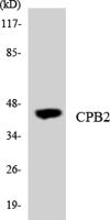 TAFI Polyclonal Antibody