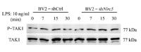 Tak1 Polyclonal Antibody