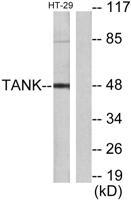 TANK Polyclonal Antibody