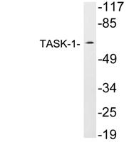 TASK-1 Polyclonal Antibody