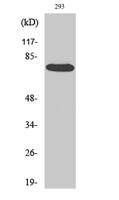 Raf-1 Polyclonal Antibody