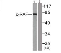 Raf-1 Polyclonal Antibody