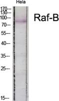 Raf-B Polyclonal Antibody