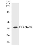 Rag A/B Polyclonal Antibody