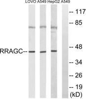 Rag C Polyclonal Antibody