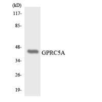 RAI3 Polyclonal Antibody