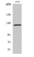 Ran BP-6 Polyclonal Antibody