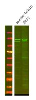 Ran BP-6 Polyclonal Antibody