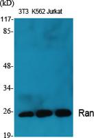 Ran Polyclonal Antibody