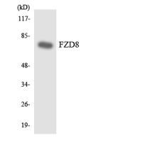 Frizzled-5/8 Polyclonal Antibody