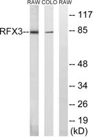 RFX3 Polyclonal Antibody