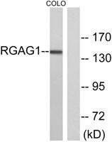 RGAG1 Polyclonal Antibody