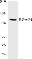 RGAG1 Polyclonal Antibody