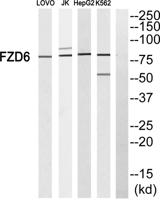 Frizzled-6 Polyclonal Antibody