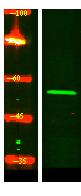 RGF1B Polyclonal Antibody