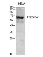 Frizzled-7 Polyclonal Antibody