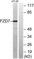 Frizzled-7 Polyclonal Antibody