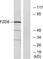 Frizzled-8 Polyclonal Antibody