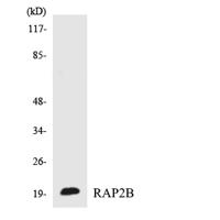 Rap 2B Polyclonal Antibody