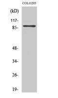 Rap1GAP Polyclonal Antibody