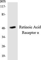 RARα Polyclonal Antibody