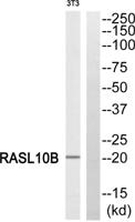 RASL10B Polyclonal Antibody