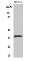 RASSF4 Polyclonal Antibody