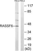 RASSF6 Polyclonal Antibody