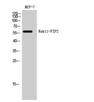 Rab11-FIP2 Polyclonal Antibody