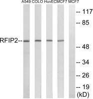 Rab11-FIP2 Polyclonal Antibody