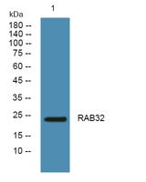 RAB32 Polyclonal Antibody