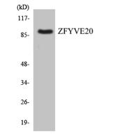 Rabenosyn-5 Polyclonal Antibody