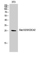 Rac1/2/3/CDC42 Polyclonal Antibody