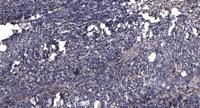 Rad18 Polyclonal Antibody