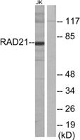 Rad21 Polyclonal Antibody