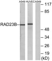 Rad23B Polyclonal Antibody