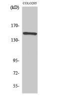 Rad50 Polyclonal Antibody